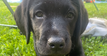 pierre pet sitter à HAGONDANGE 57300_3