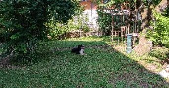 elodie pet sitter à SILLINGY 74330