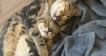 anna pet sitter à MARSEILLE 05 13005_2