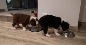 valentine pet sitter à HERBIGNAC 44410_6