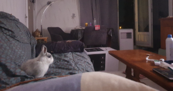 aria pet sitter à TOUL 54200_2