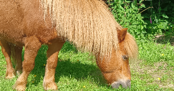 léa pet sitter à PLEINE FOUGERES 35610_2