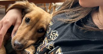 sfihi pet sitter à PARIS 18 75018_2