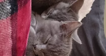 aurelie pet sitter à DOUAI 59500