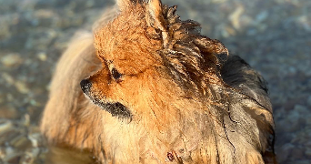 alma pet sitter à ISSY LES MOULINEAUX 92130_5