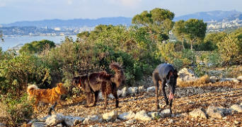 elodie pet sitter à MARSEILLE 08 13008_8