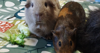 patricia pet sitter à NIMES 30000_3