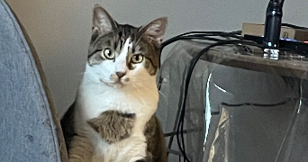 nolanne pet sitter à LOIRON RUILLE 53320_0