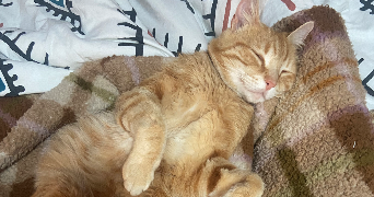 robine pet sitter à AUCAMVILLE 31140_5