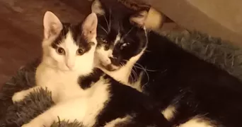 erika pet sitter à CLAPIERS 34830