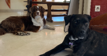valentine pet sitter à VIRY CHATILLON 91170_1