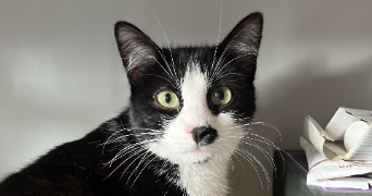 camille pet sitter à PARIS 12 75012_3