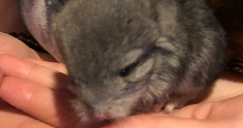 océane pet sitter à LONGEVILLE 25330_4