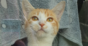 mélanie pet sitter à RAMBOUILLET 78120_1