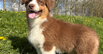 maeva pet sitter à VOISINS LE BRETONNEUX 78960_1