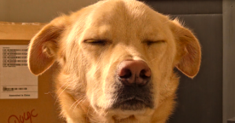 clara pet sitter à LE MANS 72000_5