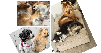 kamila pet sitter à ASNIERES SUR SEINE 92600_9