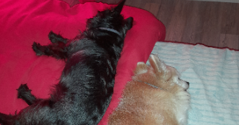 sylvia pet sitter à LIGRON 72270_1