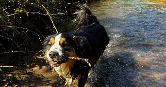 candice pet sitter à EYSINES 33320_2