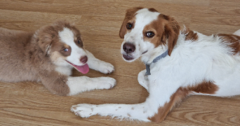 caroline pet sitter à Aubais 30250_6