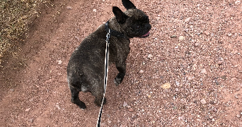 maéva pet sitter à SOUFFLENHEIM 67620_1