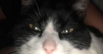 angelina pet sitter à NEUILLY SUR SEINE 92200_2