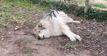 yassmine pet sitter à TOULON 83000_1