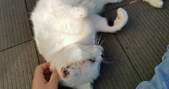 angèle pet sitter à PARIS 12 75012_5