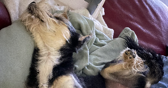 camille pet sitter à ST ARNOULT EN YVELINES 78730_2