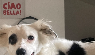 vivian pet sitter à HENDAYE 64700_2
