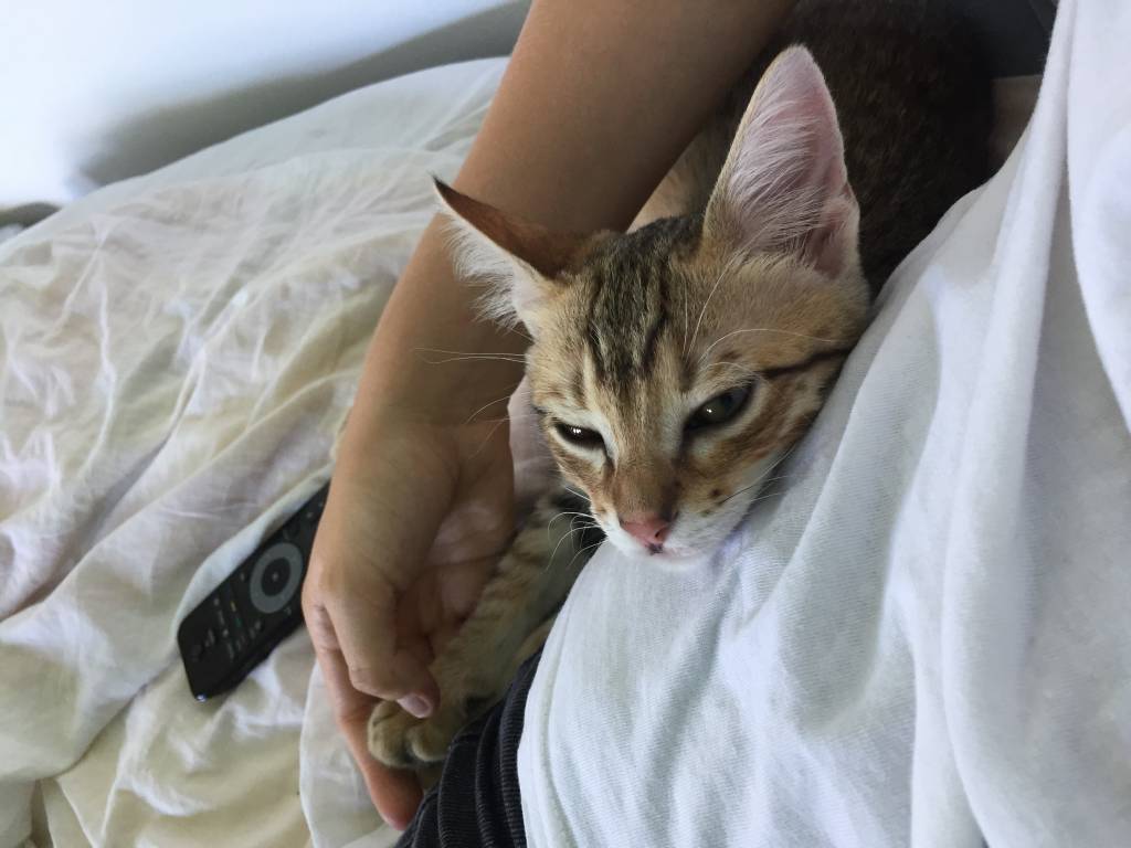 margot pet sitter à Saint Gilles 30800_4