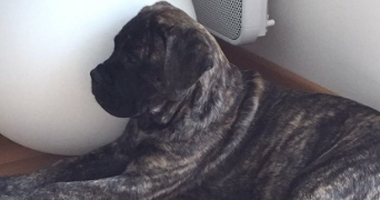 margaux pet sitter à FRESNES 94260_2