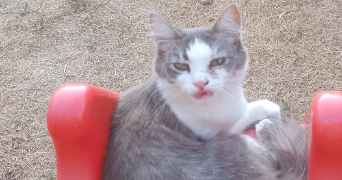 sandrine pet sitter à ST AUBIN DES ORMEAUX 85130_2
