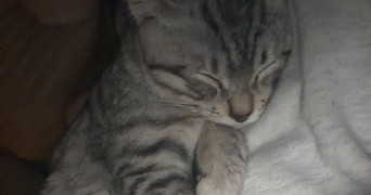 clementine pet sitter à ST LEU LA FORET 95320_1