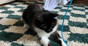 hélios pet sitter à BORDEAUX 33000_2