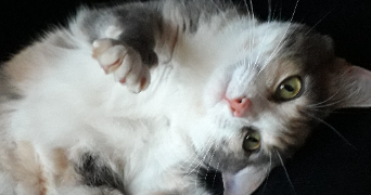 maël pet sitter à AUBERVILLIERS 93300_1