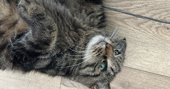 eléa pet sitter à ST GEORGES DU BOIS 72700_5