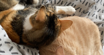 selly pet sitter à ANGERS 49000_1