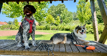 agathe pet sitter à CAMPAGNE LES BOULONNAIS 62650_4