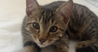 pauline pet sitter à Cherbourg 50130_3