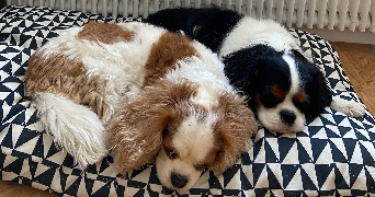 elisa pet sitter à SARAN 45770_4