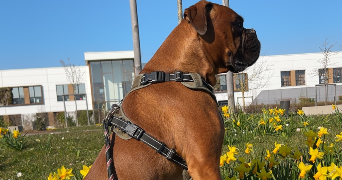 juliette pet sitter à FREPILLON 95740_1