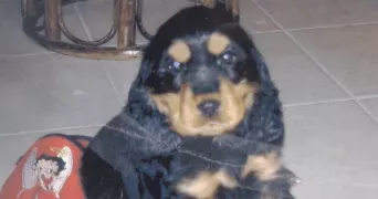léa pet sitter à AIX EN PROVENCE 13100