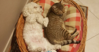 frederic pet sitter à NOISSEVILLE 57645_3