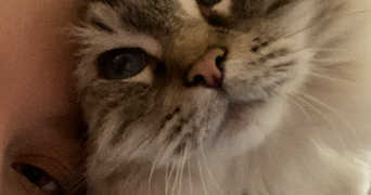 samantha pet sitter à STRASBOURG 67000_3