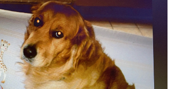 céline  pet sitter à MELZ SUR SEINE 77171_4