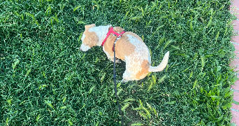 eynola pet sitter à TOULOUSE 31500_5