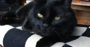 clarisse pet sitter à BETTON 35830_3