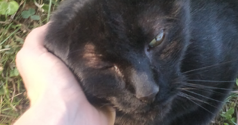 lucie pet sitter à NANTES 44100_3