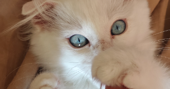 lucas cat sitter à MESSIMY SUR SAONE 01480